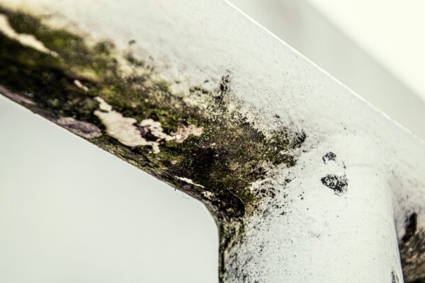 mold testing