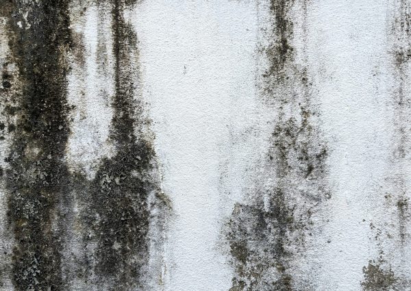 mold 6
